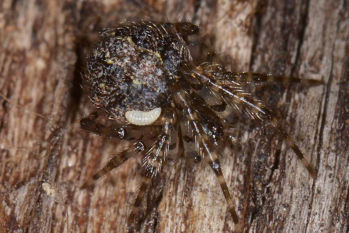 Nigma walkenaeri e Theridion sp. parassitati - Borrello (CH)